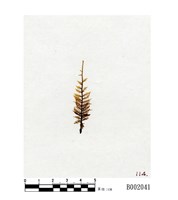 藏品(大羽苔)的圖片